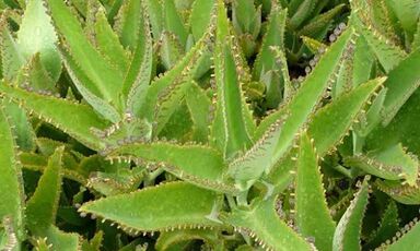 Tintura de Kalanchoe para o tratamento das varices